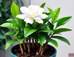 栀子花闷根黄叶怎么办