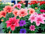 花卉市场常见花卉品种