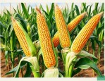 甘鑫128玉米种简介