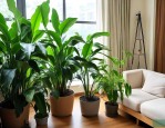 室内除甲醛植物有哪些
