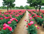 东莞花卉苗木种植基地