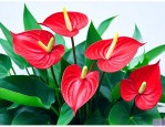 红掌花的养殖技巧方法