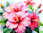 变色芙蓉花长什么样子