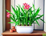 怎样养富贵竹才能茂盛