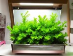 2025年一帆风顺绿植水培