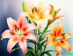 如何让百合花保持更久