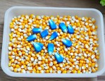 玉米种子变蓝的部位是