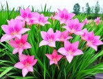 再力花价格大概是多少