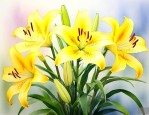 黄百合花的寓意及象征