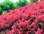 红叶石楠是地被植物吗