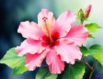 芙蓉花象征着什么意义