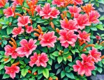 2025年炮仗花如何养爆盆