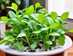 2025年水培植物如何浇水