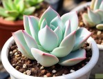 多肉植物鸽子蛋怎么养