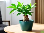 水培发财树盆栽植物室内