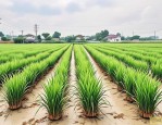 2025年花叶芦竹种植技术