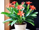 金钱树开花是什么预兆