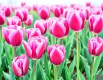 郁金香好养活吗花期多长