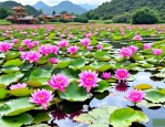 2025年云南普者黑花脸节