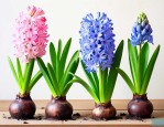 风信子适合在家里养吗