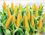 金海188玉米种怎么样
