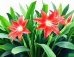 滴水观音花是什么样子
