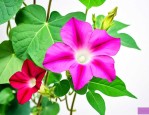 牵牛花的什么样的特点
