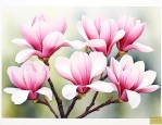 玉兰花如何栽种和养护