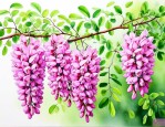 荠菜和槐树花能一起吃吗
