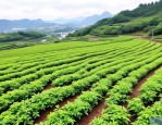 2025年重庆苗木种植基地