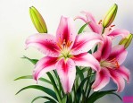 百合花是多年生花卉吗