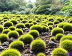 2025年苔藓植物怎么种植