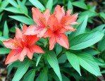 七叶一枝花价格多少钱一斤