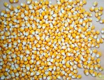 佳粮0987玉米种子