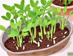 2025年菜豆种子萌发过程