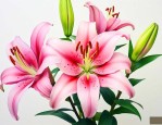 百合花气味怎么不好闻