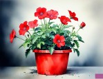 红色花盆适合栽什么花