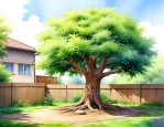 什么树可以种在院子里