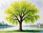 2025年柳树10公分价格