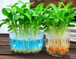 水培植物一般放多少水