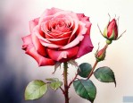 玫瑰花有什么其他特点