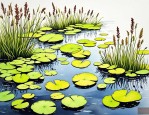 2025年沉水植物挺水植物