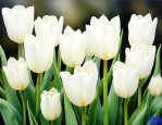 白色郁金香花语是什么