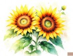 向日葵雏菊花语是什么