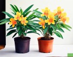 金枝玉叶植物吸甲醛吗