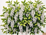 2025年垂丝茉莉花的养护