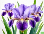 鸢尾花花语象征与寓意