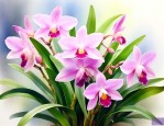 养石斛花有风水讲法吗