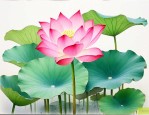 荷花种子怎样才能发芽