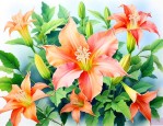曼陀罗花可以泡水喝吗